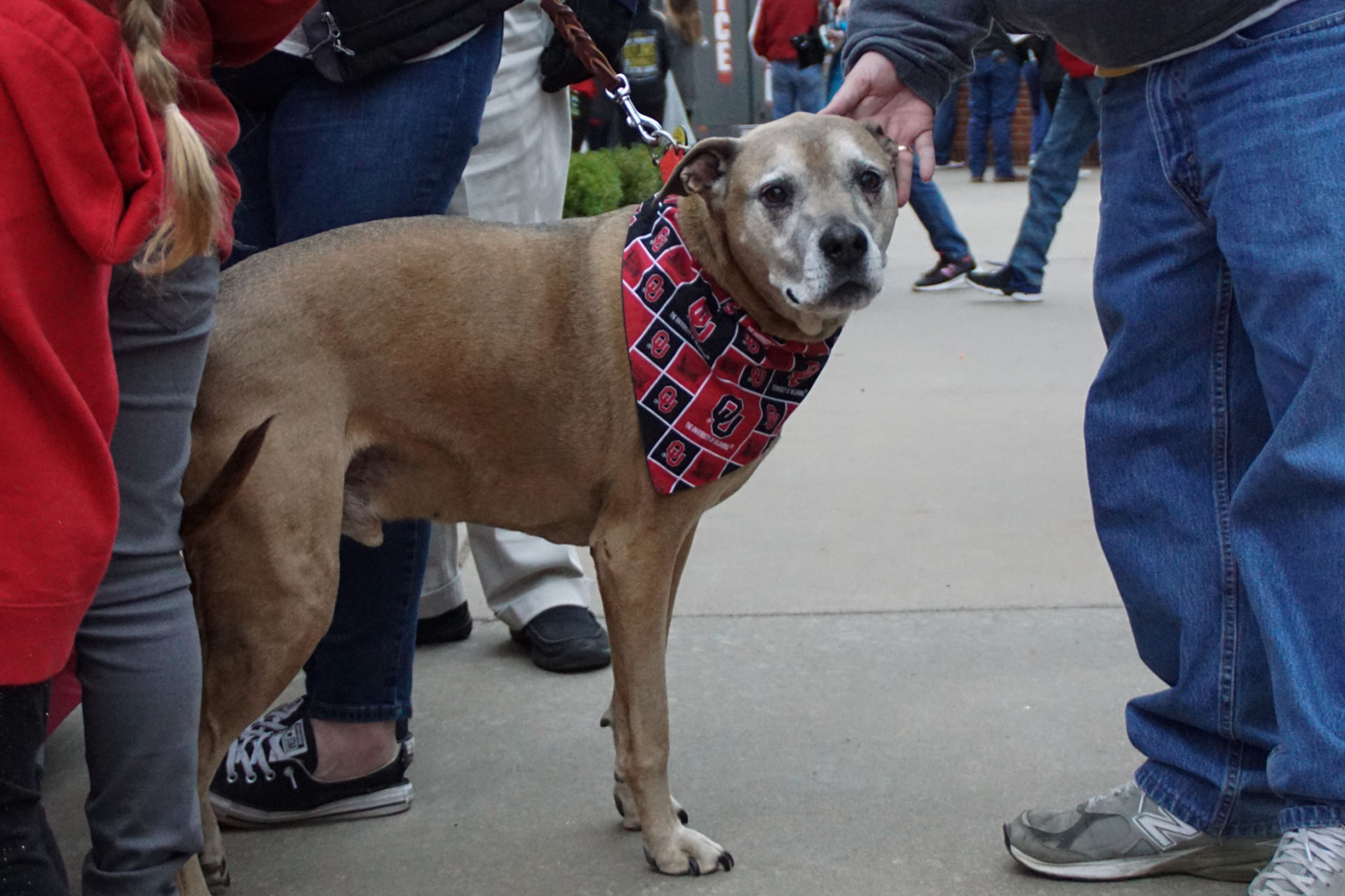 Bark in the Park